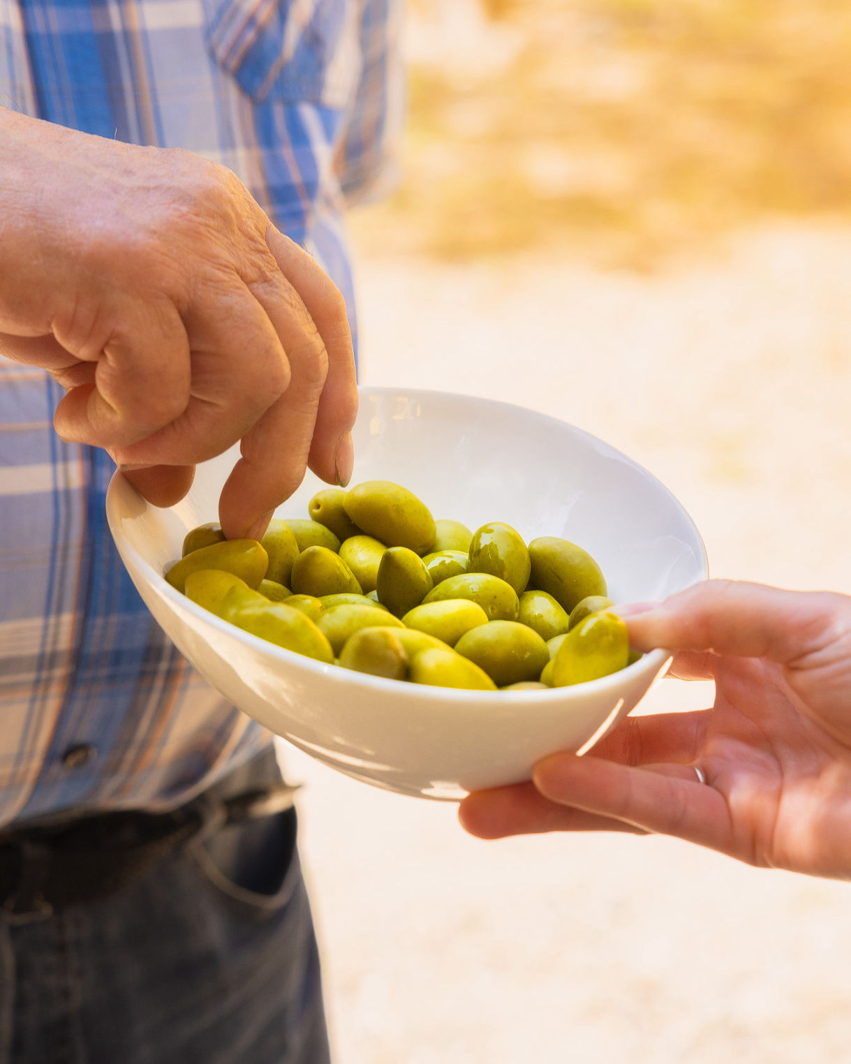 récolte des olives