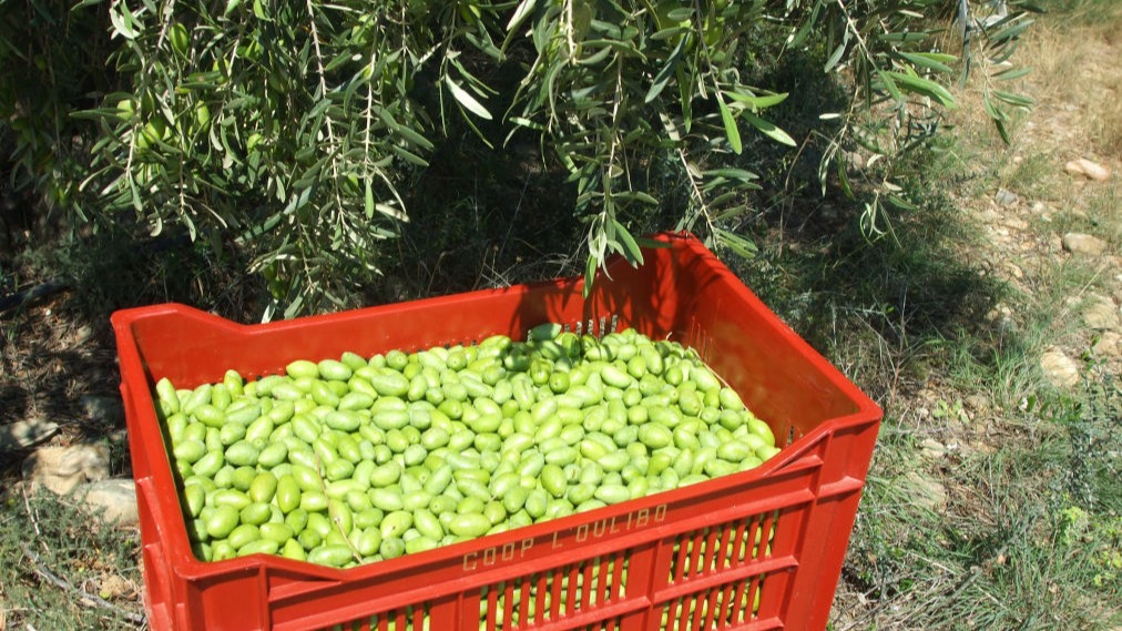 Lucques du Languedoc, Lucuque de bouche, Olives de bouche, Olives de table, récolte d'olives