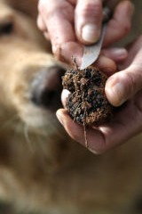 Truffe noire du Languedoc - Truffe dans l'Aude- Layna 