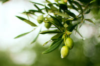 Dégustation d'huiles d'olives dans l'Aude