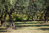 Oliviers dans l'Aude