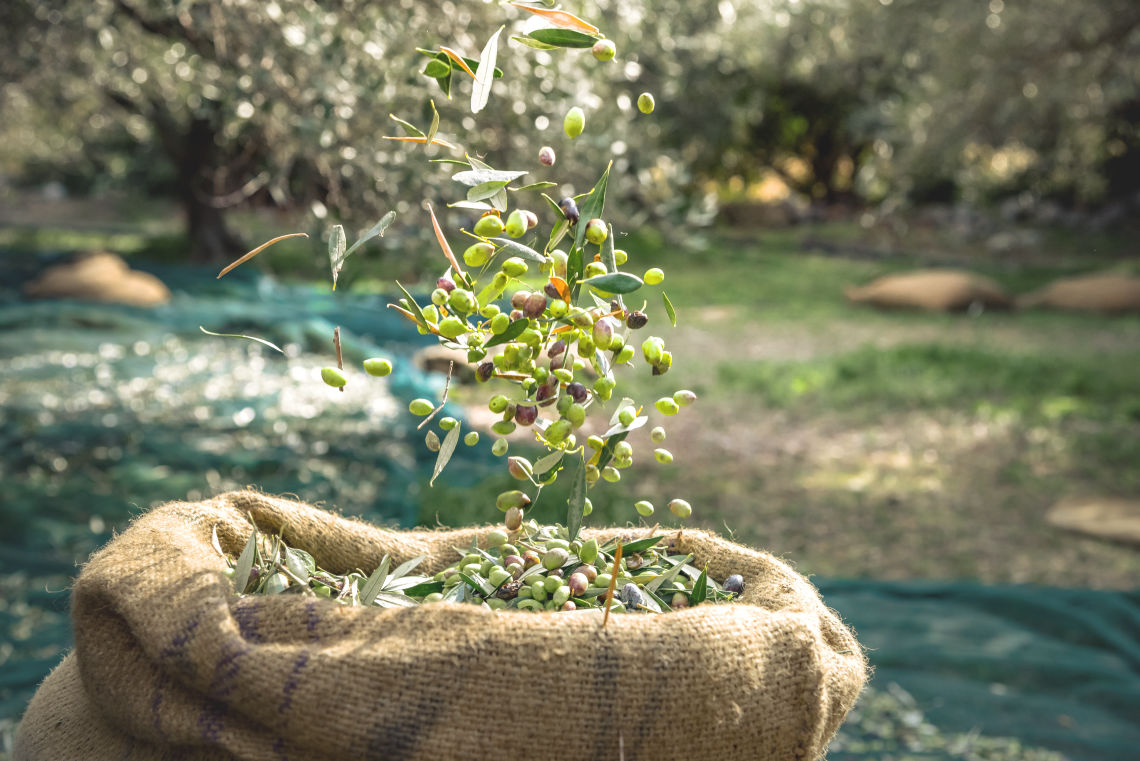 Récolter des olives, lucques du languedoc, huile olive du languedoc, aude, argeliers