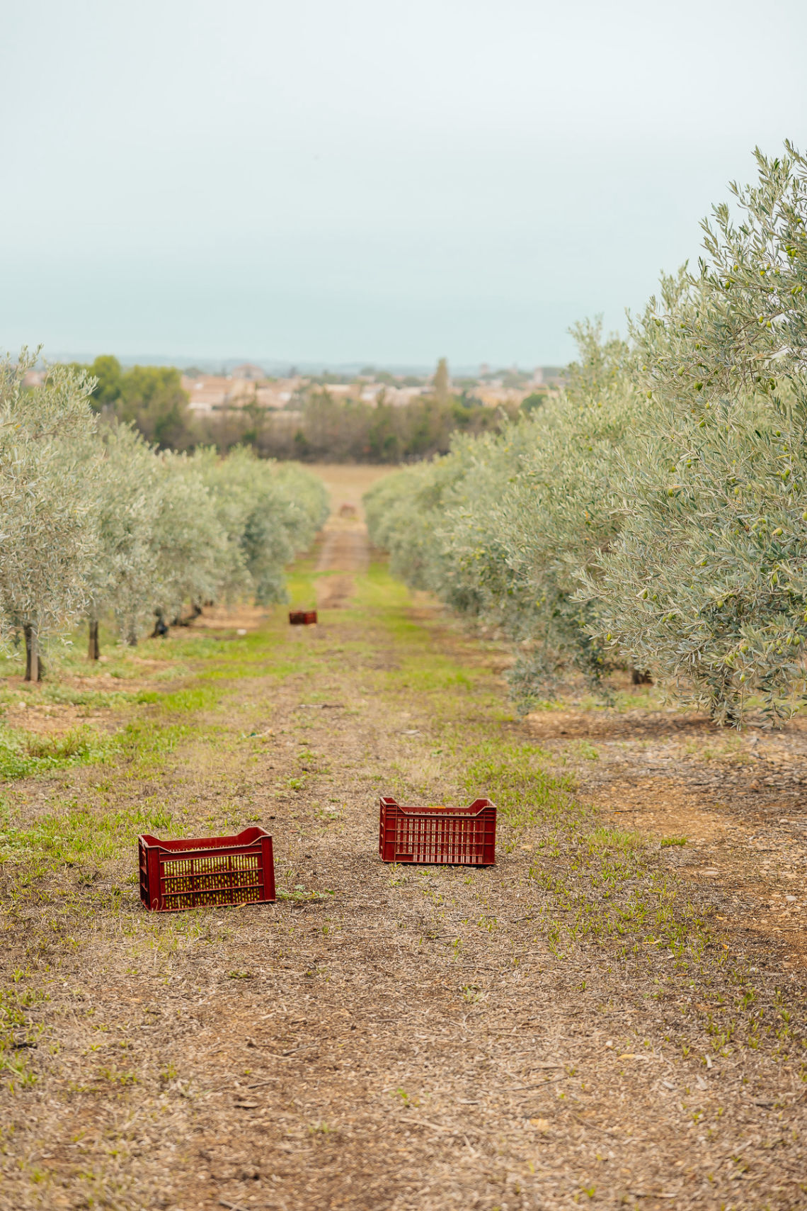 Récolter des olives, lucques du languedoc, huile olive du languedoc, aude, argeliers