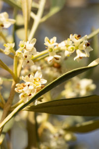 Dégustation d'huiles d'olives dans l'Aude