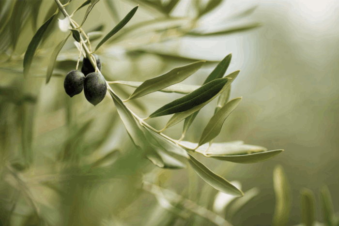 Olives du Sud de la France- Aude - Occitanie